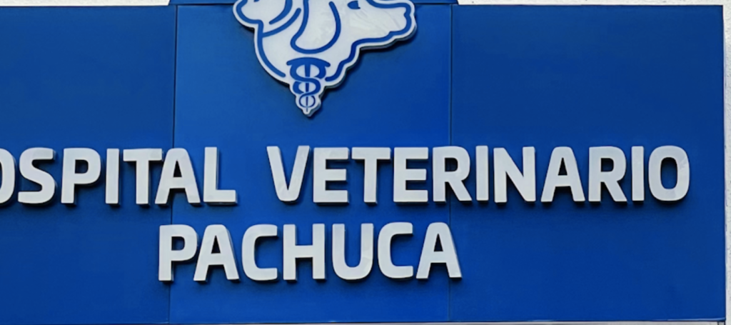 Hospital veterinario gratis para perros, gatos o aves cerca de ti en Pachuca
