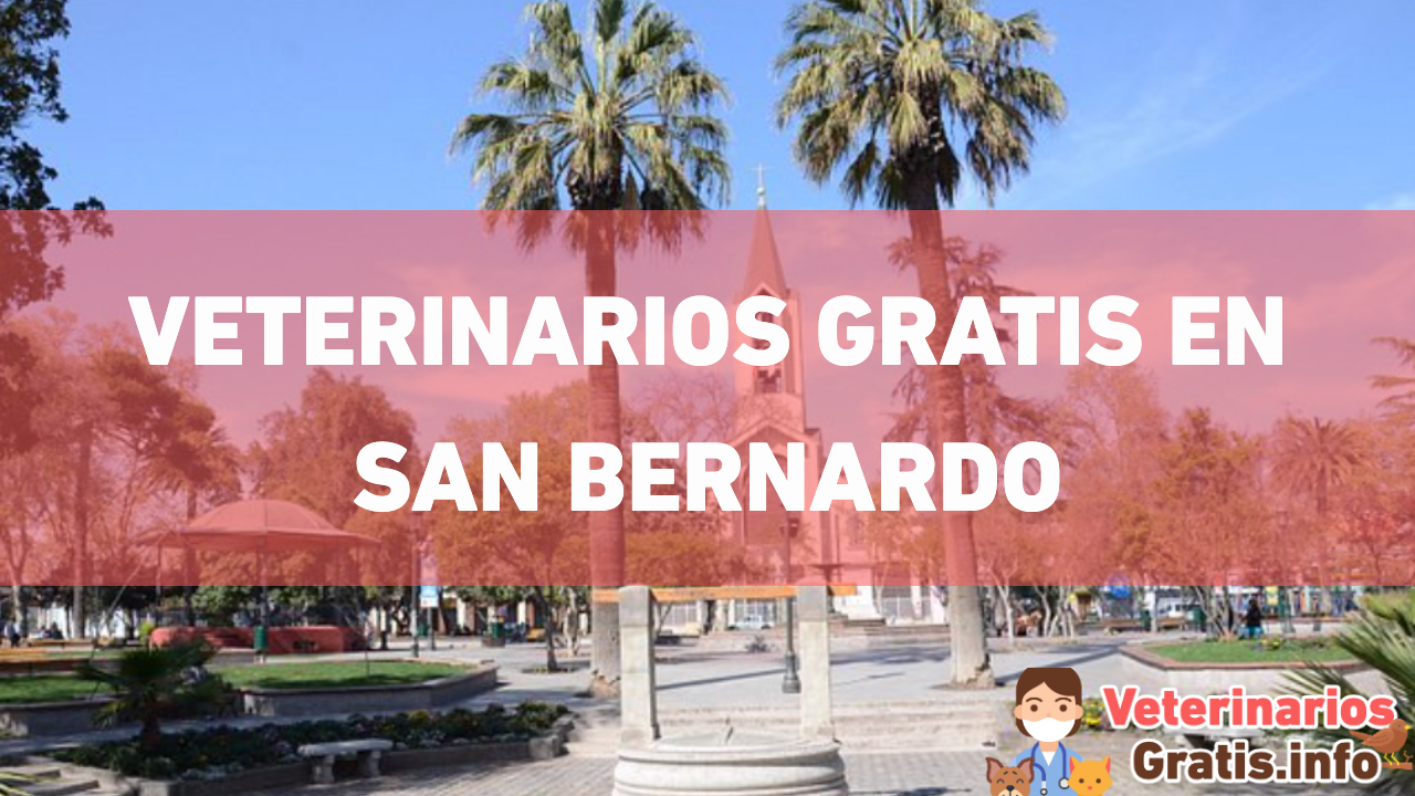 VETERINARIOS GRATIS EN SAN BERNARDO