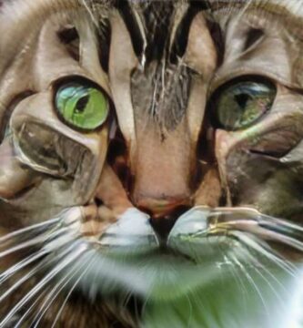 otitis en gatos